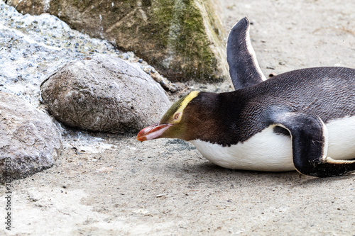 Close up of a yellow-eyed penguin (Megadyptes antipodes), also known as hoiho or tarakaka, is an endangered species endemic to New Zealand.  Wildlife and nature. photo