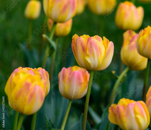 Field of red and yellow tulips