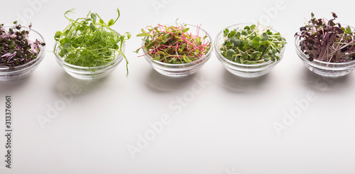 Fresh seedlings or microgreens in glass plates on white