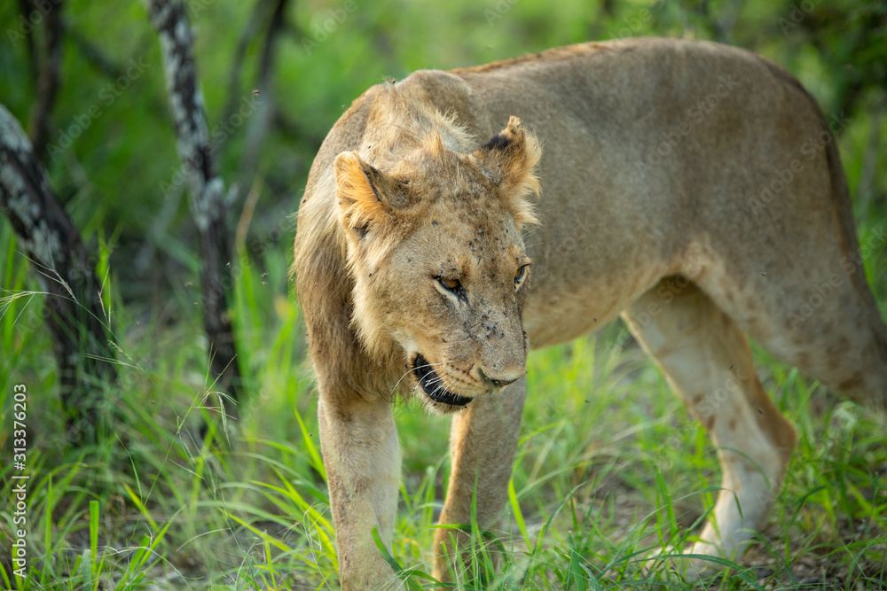 Fototapeta premium Young male lion late on a summers afternoon