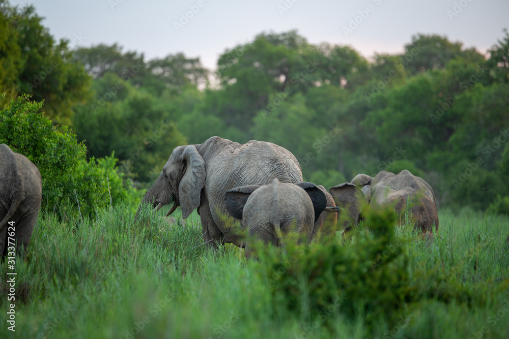 Fototapeta premium Elephant herd feeding in an ancient river bed