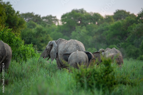 Elephant herd feeding in an ancient river bed