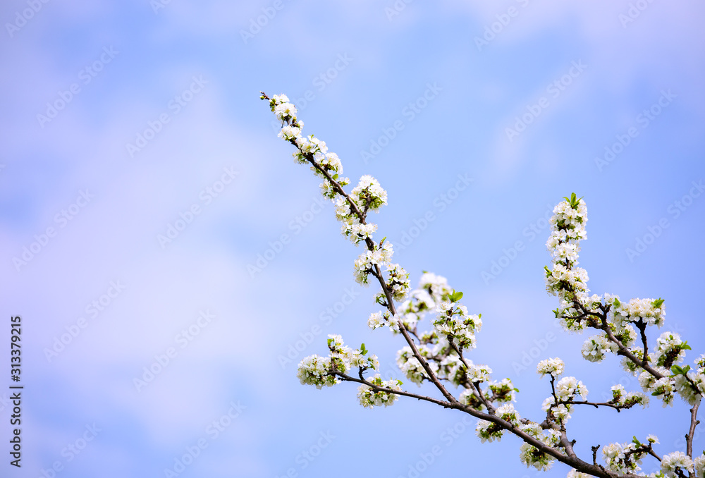 Beautiful of white Cherry Blossom or Sakura flower in the nature garden with blue sky background,spring concept. Beautiful of white Cherry Blossom or Sakura flower in the nature garden with blue sky background,spring concept.