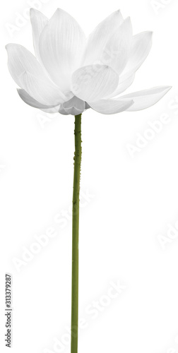 lotus Blanc sur fond blanc 