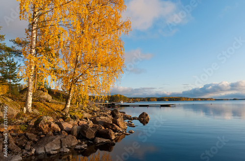 Autumn birch tree on the stony waterside of The Saimaa Lake in Puumala Municipality. Southern Savonia (Savo) Region. Finland