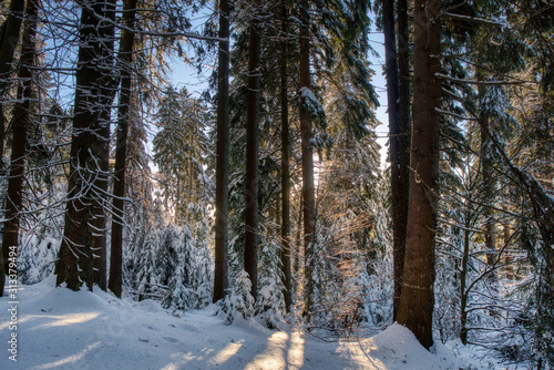 Snowy winter forest with spruce trees at sunset. czech europe
