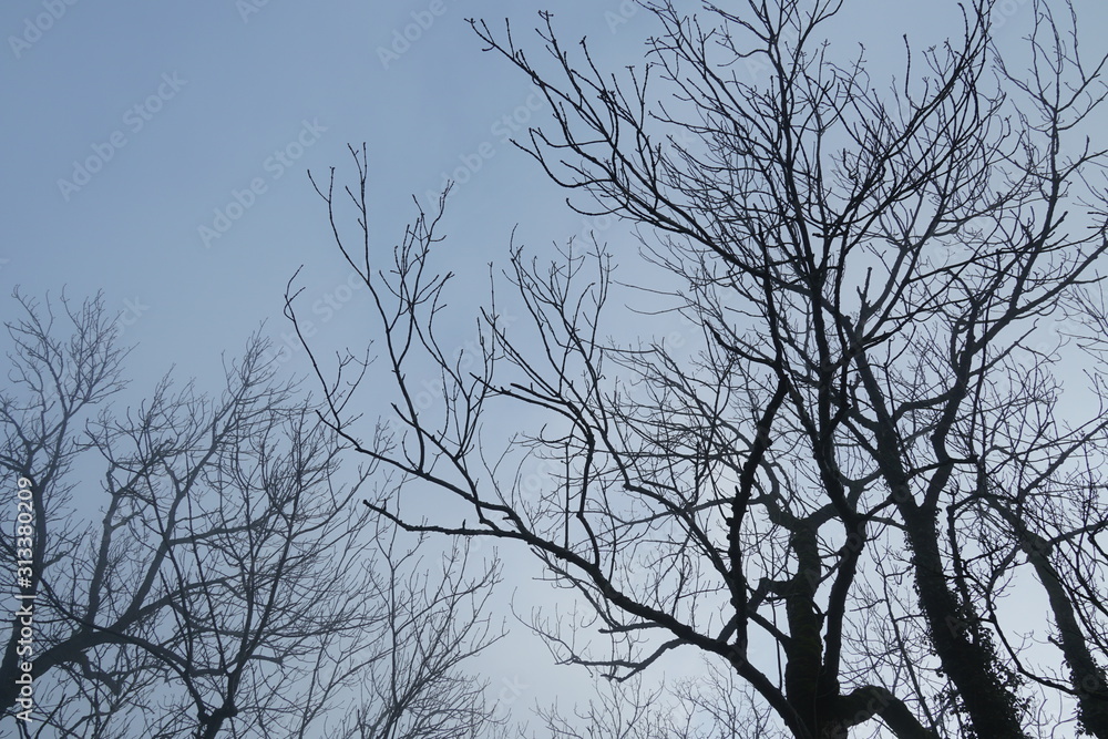 Nude branches of trees displayed against blue sky with thin layer of dissipating mist. Nude branches of trees displayed against blue sky with thin layer of dissipating mist.