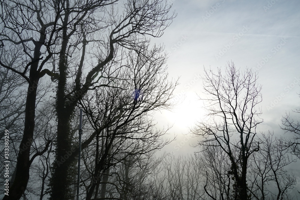 trees with nude branches on the background of sky with sun covered by thick layer of fog, the sun is displayed in silhouette and casts light through the foggy veil. trees with nude branches on the background of sky with sun covered by thick layer of fog, the sun is displayed in silhouette and casts light through the foggy veil.