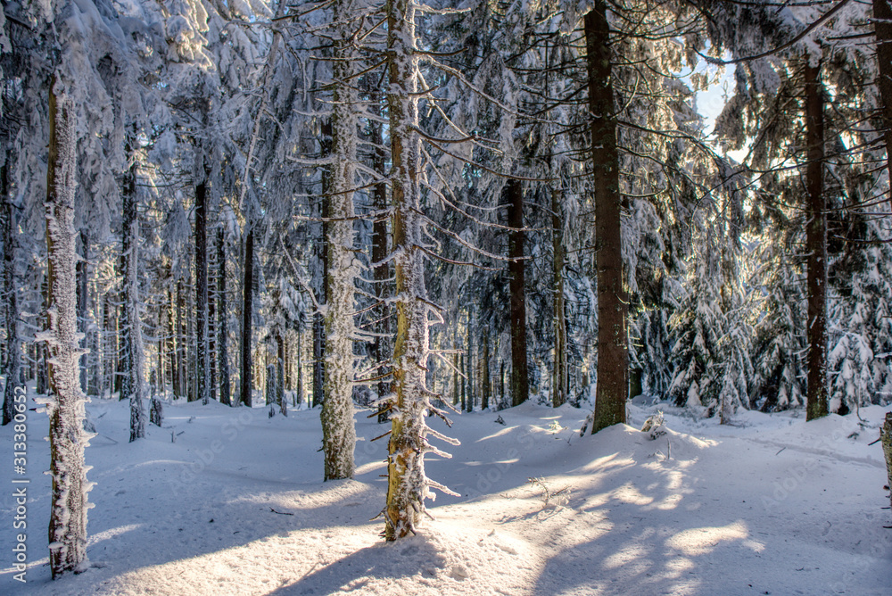 Majestic white spruces glowing by sunlight. Picturesque and gorgeous wintry scene. europe czech 