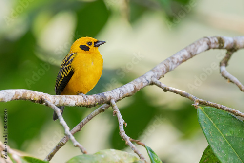 Golden Tanager - Tangara arthus  beautiful yellow tanager from  from western Andean slopes  Mindo  Ecuador.