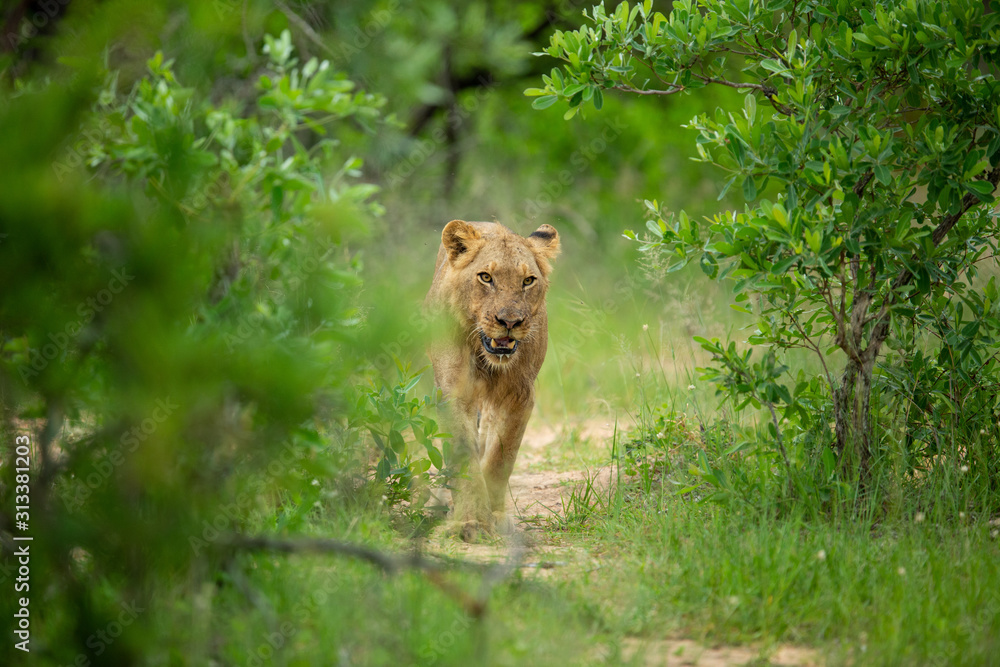 Young male lions finishing off a buffalo carcass and then moving off to cooler ground with less flies Young male lions finishing off a buffalo carcass and then moving off to cooler ground with less flies