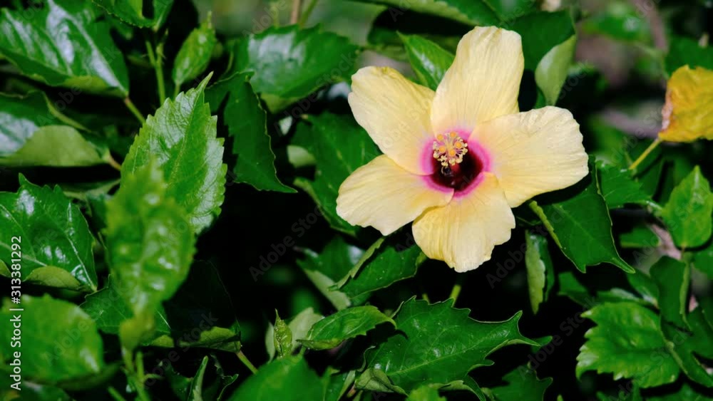 Yellow Hibiscus Flower in Garden Yellow Hibiscus Flower in Garden