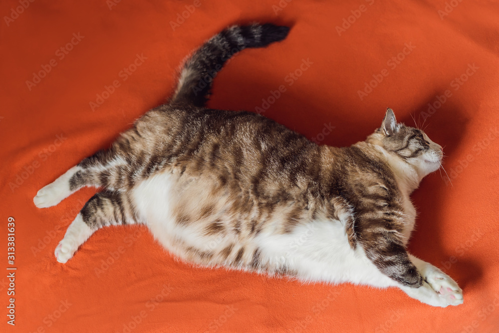 Overweight Cat is Lying on a Weight Scale. Fat Ginger Cat Lying on Floor  Stock Photo - Image of body, obese: 228326384