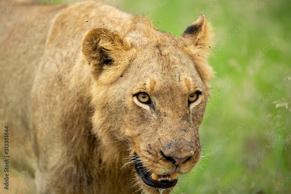 Obraz premium Young male lions finishing off a buffalo carcass and then moving off to cooler ground with less flies