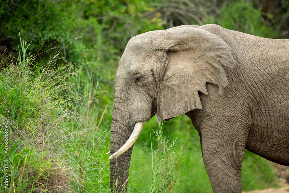 Obraz premium Large elephant bull with torn ears drinking from a drainage system after digging for water
