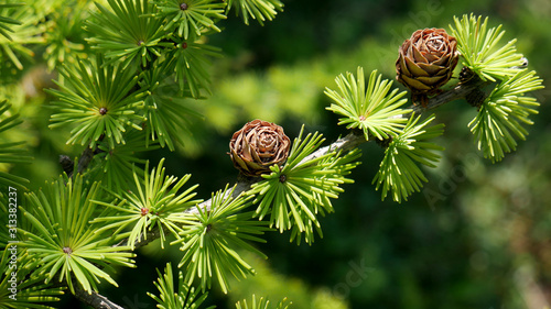 Bright green fluffy branches with cones of larch tree Larix decidua Pendula in summer day. Natural beauty of elegant larch tree twig. Close-up branch of young larch as green spring photo