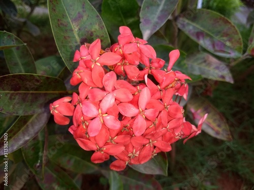pink flowers in a garden