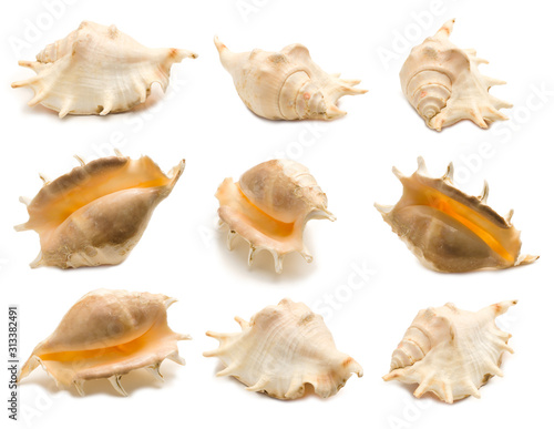 Set of nine giant spider conch shell angles (Lambis truncata) isolated on white background. Mollusk seashells