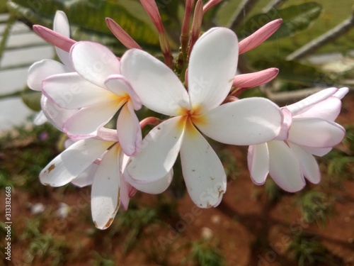 beautiful white flowers in the garden