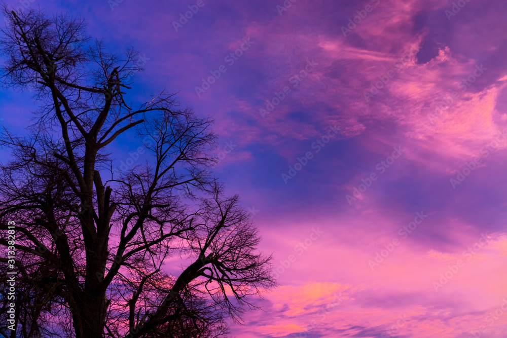 Sunset with tree without leaves in wintertime Sunset with tree without leaves in wintertime