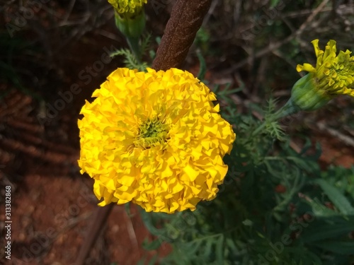 beautiful yellow chrysanthemum Chamanthi flower in the garden