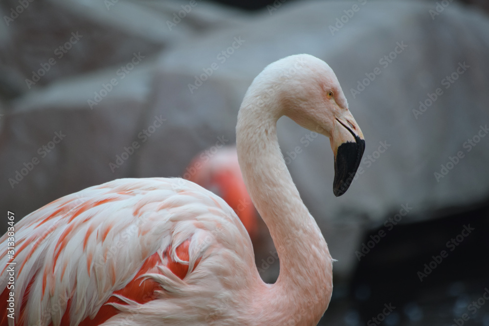 Fototapeta premium Pink Flamingo