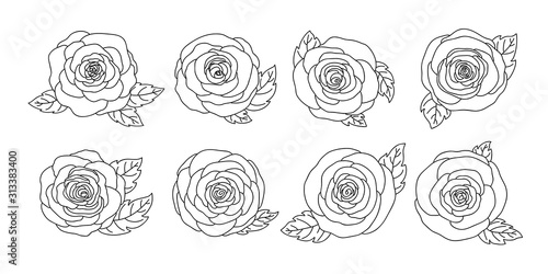 Rose flowers design isolated on white background vector illustration