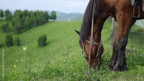 A brown horse grazing in a wild nature on the top of a mountain in Altay. slow motion