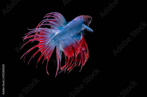 The Moving Moment of Red Blue Half Moon Crown Tail Betta Splendens or Siamese Fighting Fish on Black Background