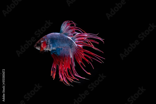 The Moving Moment of Red Blue Half Moon Crown Tail Betta Splendens or Siamese Fighting Fish on Black Background
