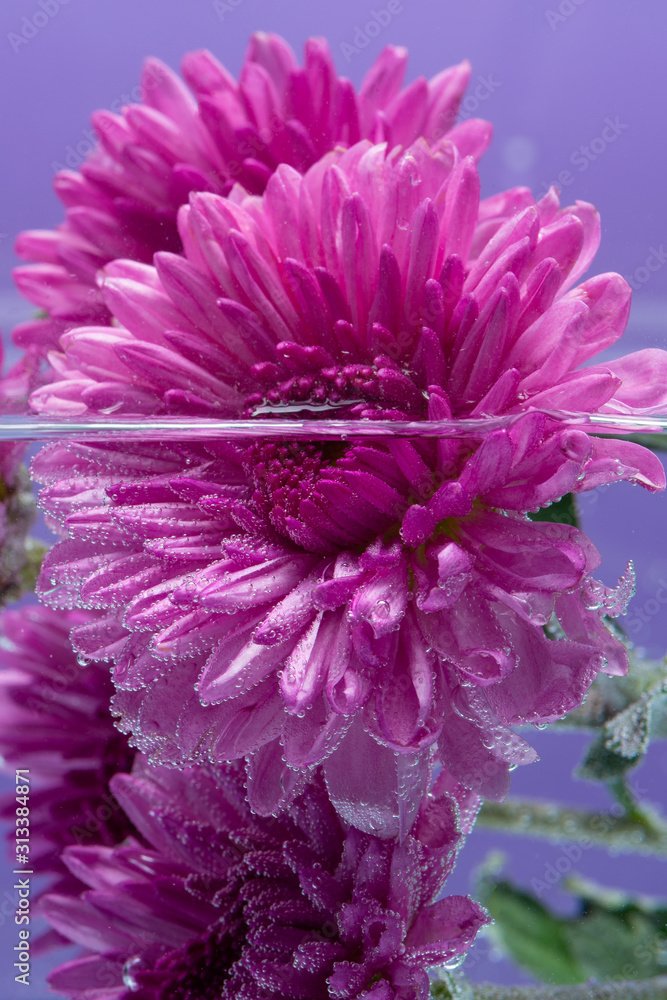 Beautiful purple flower, chrysanthemum under water. Background and screen saver. Background picture. Vertical photo. Beautiful purple flower, chrysanthemum under water. Background and screen saver. Background picture. Vertical photo.