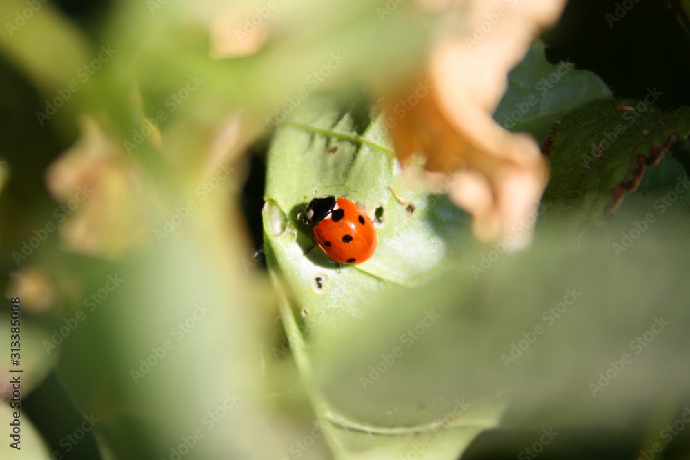 ladybug on green leaf ladybug on green leaf