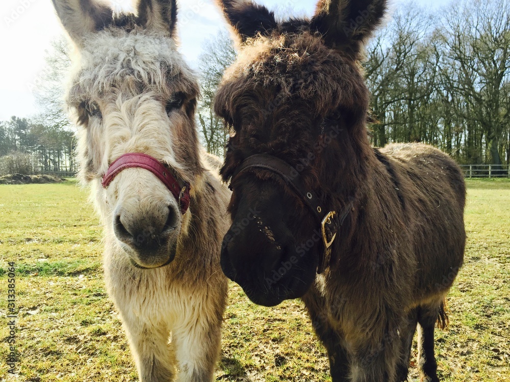 Fototapeta premium donkeys