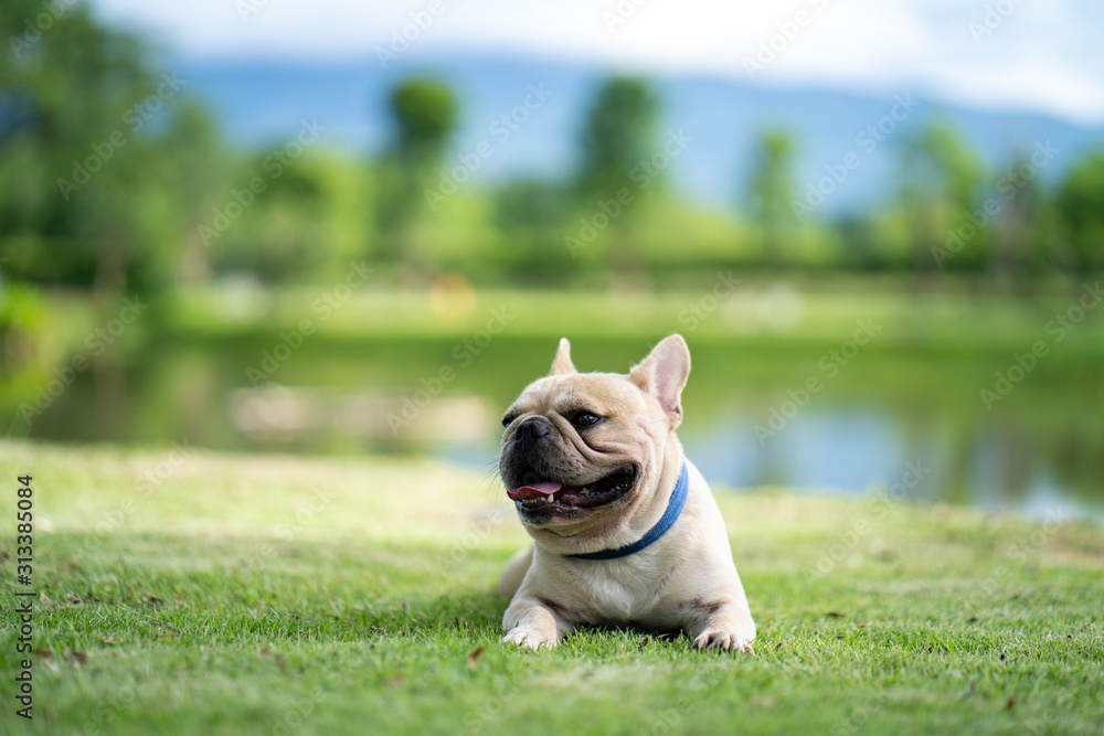 Cute french bulldog relaxing in garden during the morning walk. Cute french bulldog relaxing in garden during the morning walk.