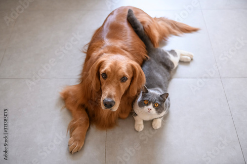 British shorthair and golden retriever