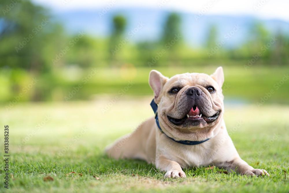Cute french bulldog relaxing in garden during the morning walk.