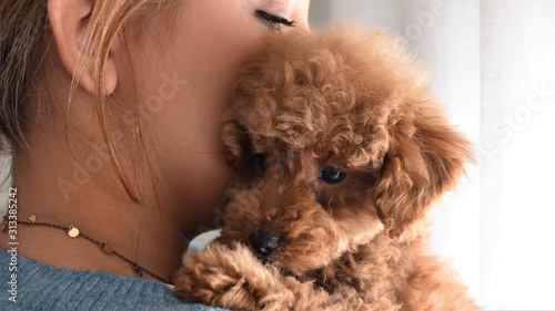 Portrait of a cute brown toy poodle in the arms of its young woman owner