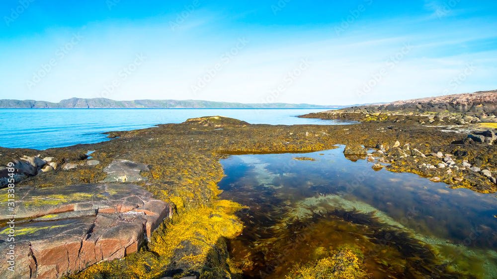 Obraz premium Summer landscape of the coast of the Barents Sea, Russia. Stone coast and tundra.