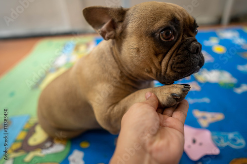 Owner Trim French Bulldog's Nails  © tienuskin