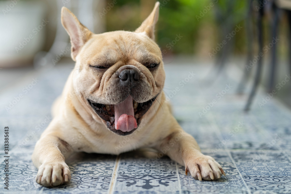 Obraz premium Cute french bulldog lying on blue textured tile floor outdoor.
