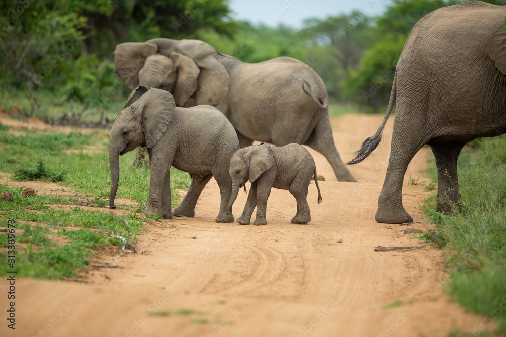 Fototapeta premium A breeding herd of elephant with calves playing around on the verge of a game drive road as well las dust bathing
