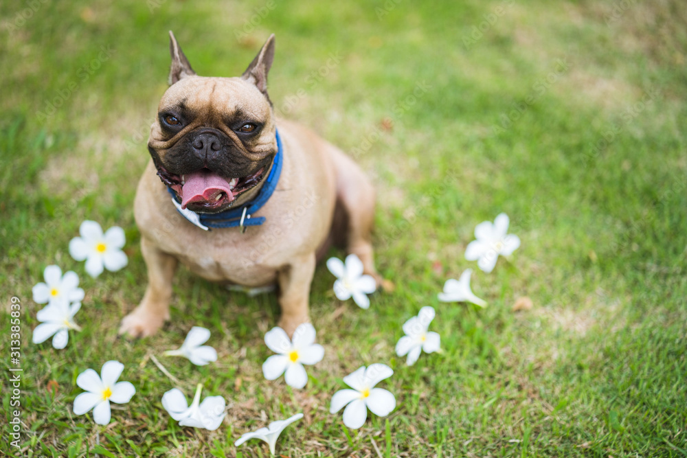 Cute french bulldog sitting in park along the plumeria flower. Cute french bulldog sitting in park along the plumeria flower.