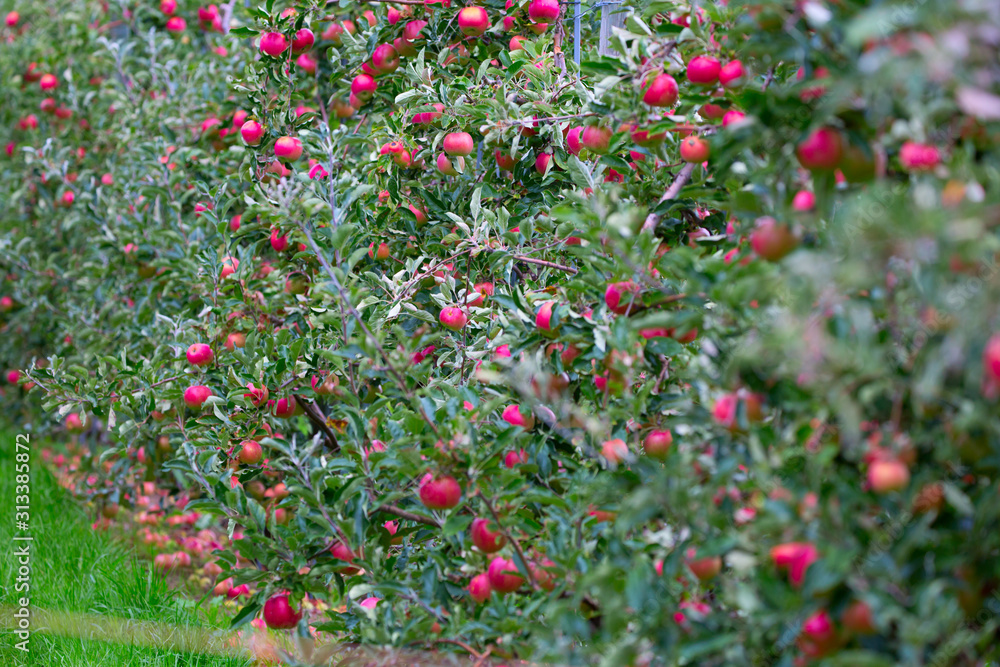 Apple garden Apple garden