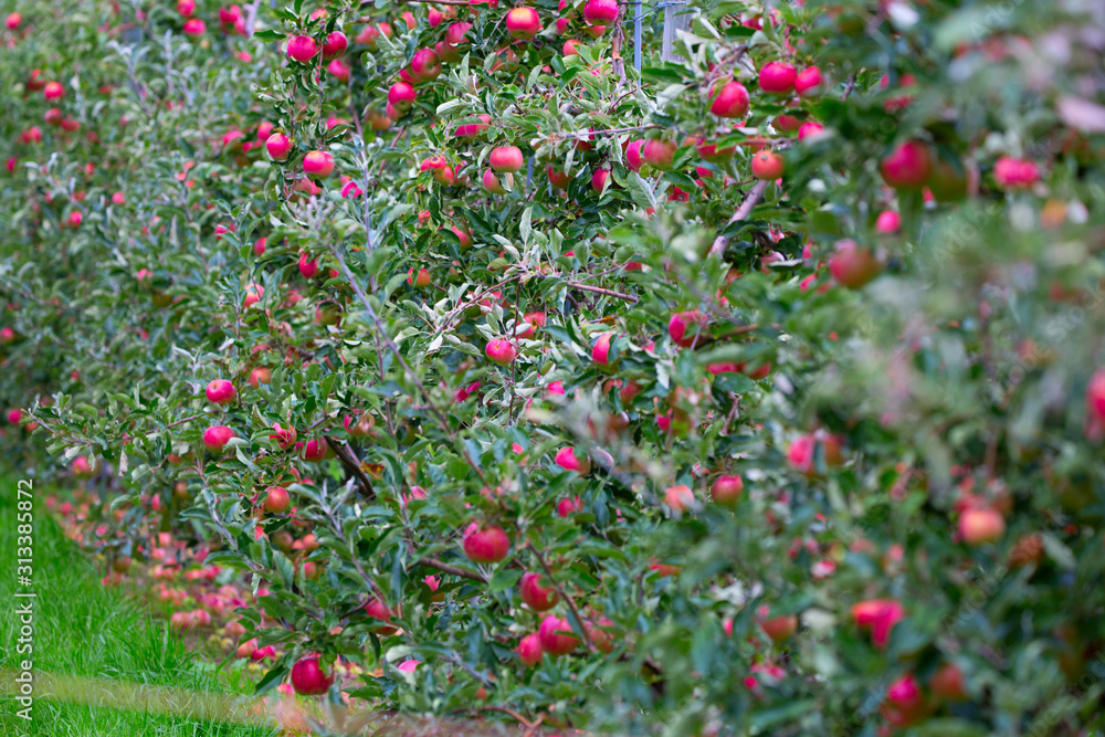 Apple garden