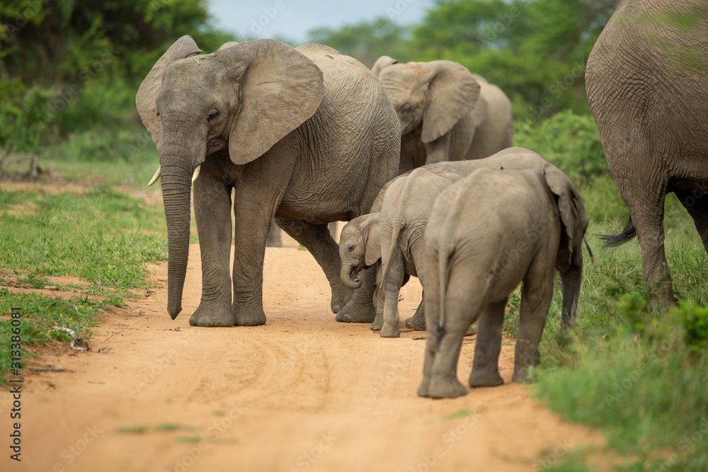 A breeding herd of elephant with calves playing around on the verge of a game drive road as well las dust bathing