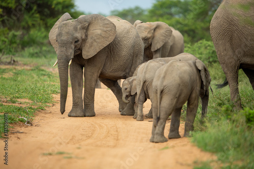 A breeding herd of elephant with calves playing around on the verge of a game drive road as well las dust bathing