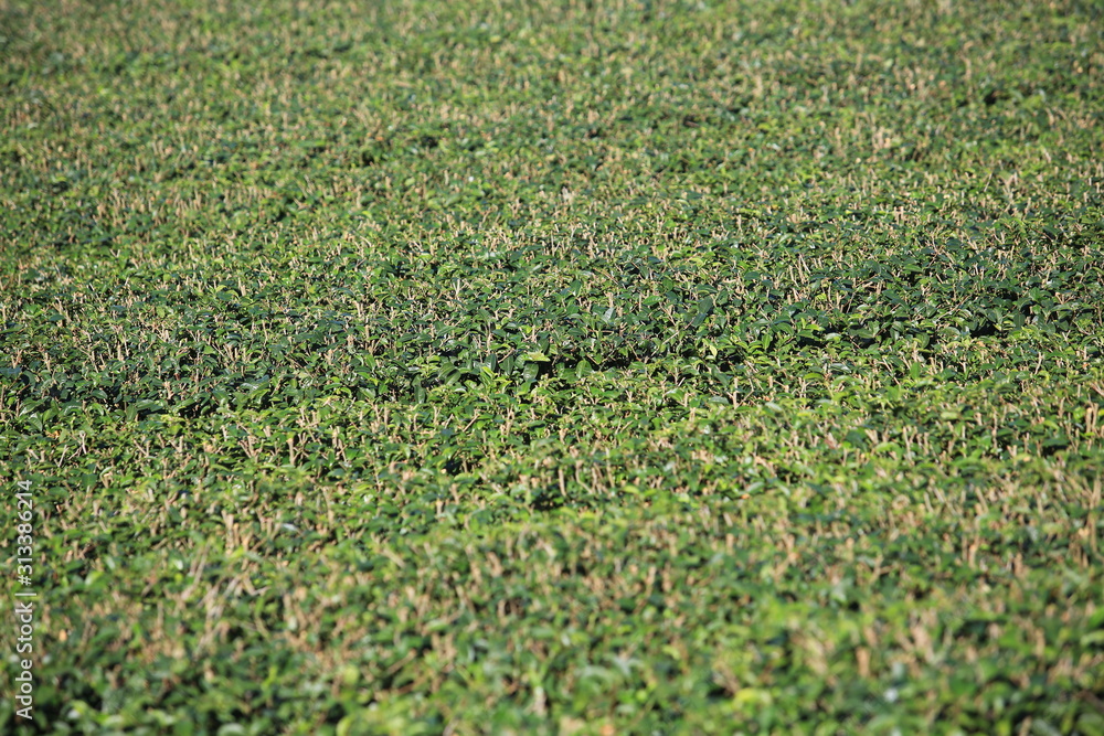 green tea garden layer on the landscape in Chiang Rai, northern Thailand green tea garden layer on the landscape in Chiang Rai, northern Thailand