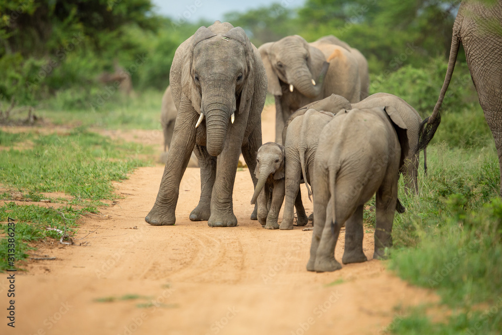 A breeding herd of elephant with calves playing around on the verge of a game drive road as well las dust bathing