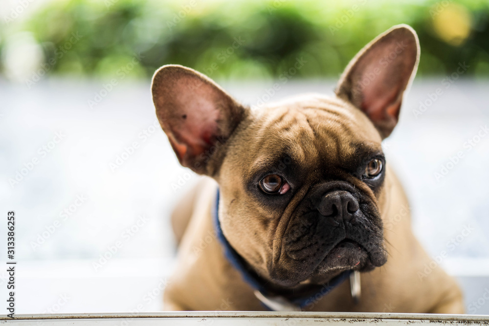 Funny french bulldog lying at balcony waiting for owner.