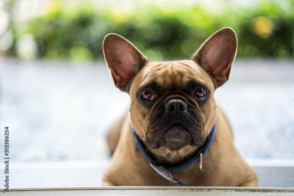 Funny french bulldog lying at balcony waiting for owner.